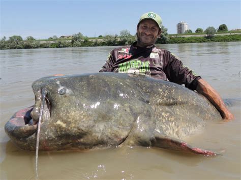 wels fish|Wels Catfish: Exploring Europe's Giant Freshwater Fish.